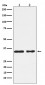 CSNK1A1 Antibody